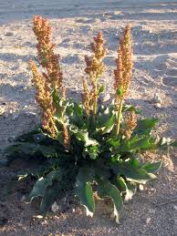 Image result for Rumex ruwenzoriensis
