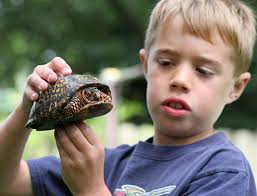 Eastern Box Turtle