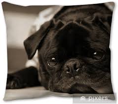 Pug pillow cover, beige and black, dog pillow, decorative pillow, sofa pillow, cojín del sofá, almofadas, personalized pillow, memorial. Black And White Portrait Of Marble Eyed Black Pug Throw Pillow Pixers We Live To Change