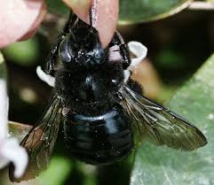 How to differentiate a bumble bee vs carpenter bee. Large Black Bee Xylocopa Tabaniformis Bugguide Net