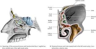 Note the close relationship of the olfactory bulb and cribriform plate. Nasal Cavity Nose Atlas Of Anatomy