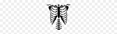 Download the rib cage png on freepngimg for free. Download Rib Cage Free Png Transparent Image And Clipart Cage Png Stunning Free Transparent Png Clipart Images Free Download