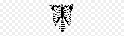 Rib cage transcutaneous electrical nerve stimulation vertebral column electrical muscle stimulation. Download Rib Cage Free Png Transparent Image And Clipart Cage Png Stunning Free Transparent Png Clipart Images Free Download