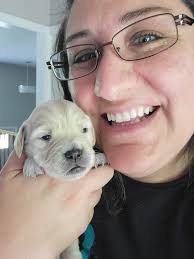 Loving a goldendoodle forever