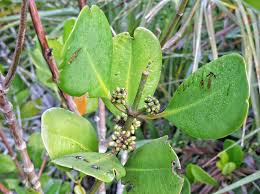 Image result for Ceriops