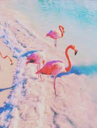 pastelangel101 brightpastel tumblr photography love food coffee fashion achtergronden achtergrond telefoon achte 2020 hayvanlar hayvan flamingos