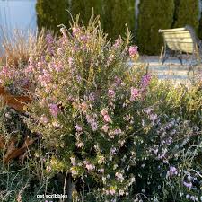 Jun 10, 2021 · colors include black/steel medium heather, white/steel medium heather, city khaki/steel medium heather, academy/steel medium heather, mediterranean, breeze, enamel blue and more. Backyard Garden Six On Saturday Garden Sanity By Pet Scribbles