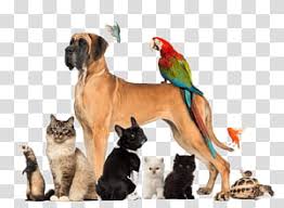 Pet Sitting Dog Walking Cat Dog Transparent Background Png Clipart Hiclipart