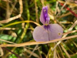 Image result for Vigna frutescens