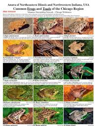Illinois Common Frogs And Toads Of The Chicago Region