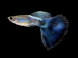 50 Different Types Of Guppies With Pictures