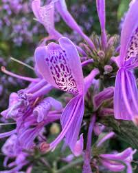 Image result for Hypoestes sp. aff. aristata B