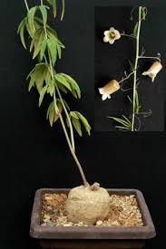 Image result for Adenia stenodactyla