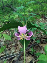 We did not find results for: 12 N Ga Spring Wildflowers Ideas Spring Wildflowers May Flowers Wild Flowers
