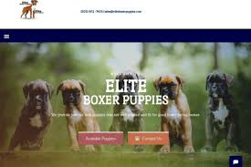 They have a playful personality & are an ideal family pet. Review Of Eliteboxerpuppies Com Puppyscam Com