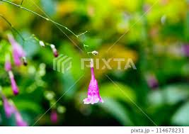 Image result for Strobilanthes hamiltoniana