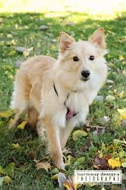 Adopting a pet is easy because we help match you with animals from local shelters. Adopt Mabel On Petfinder Canine Companions Animal Rescue Animals