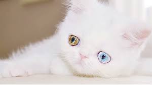 No, cats with white coats are not albino. Pam Pam The Adorable Fluffy White Cat Youtube