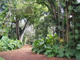 Design Study Fairchild Tropical Botanic Garden Miami Florida Dscf0777 Fairchild Tropical Botanic Garden Garden Landscape Design Tropical Garden