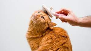 One easy way to know whether brushes are crucial tools to reduce shedding among cats. Do Domestic Shorthair Cats Shed A Lot My British Shorthair