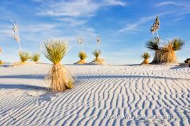 The wind blown sands and rolling dunes of white sands national park blanket an area of 115 square miles in. White Sands National Monument Www Wilde Weite Welt De