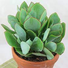 It is a 2 to 4 ft (0.6 to 1.2 m) succulent shrub. Crassula Arborescens Pflanzen Sukkulenten Zimmerpflanzen