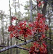 Isolated sakura spring blossom blooming tree with flowers illustration with detailed drawing bark. Red Flowering Maple Trees