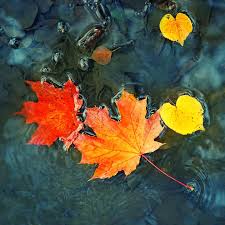 Find more ways to say autumn, along with related words, antonyms and example phrases at thesaurus.com, the world's most trusted free thesaurus. Autumn Leaves Fragrance Oil