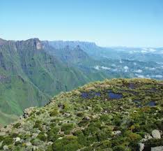 Image result for Styppeiochloa gynoglossa