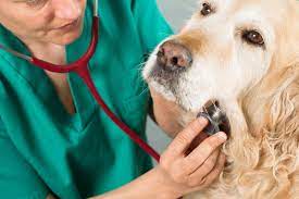 The discharge may contain mucous, pus, and blood. Tumor Of The Throat In Dogs Signs Causes Diagnosis Treatment Recovery Management Cost
