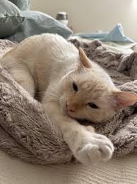 Sweet Marcel is at the vet : r/Flamepoints