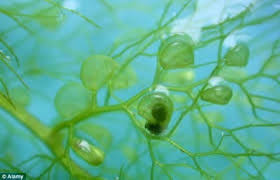 Kuvahaun tulos haulle bladderwort plant