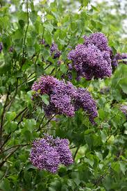 Home is a 4 bed, 4.0 bath property. Albert F Holden Lilac Syringa Vulgaris Albert F Holden In Boston Hopkinton Chelmsford Hingham Middleborough Massachusetts Ma At Weston Nurseries