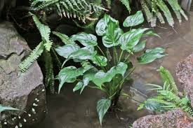 クワズイモ アロカシア の花言葉とは 復縁の効果 風水 種類は Horti ホルティ By Greensnap