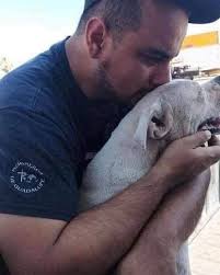 🐾💔 ¡EL ÚLTIMO PASEO! Con el corazón destrozado, su dueño decidió darle a  “El Mace”, su fiel compañero, un último paseo en carro, justo como a él le  gustaba, antes de despedirse