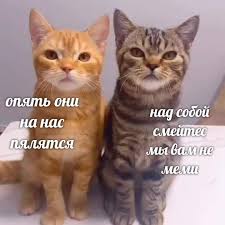 images?q=tbn:ANd9GcTlNfJIqq4bpoQxo-qtEsBlkxIxca0KfKxXkM_C8h-_F-fe9lyh