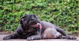 When a dog becomes pregnant you will also notice a change in the color of the nipples, especially the ones closest to the dog's hind legs. My Dog Is Producing Milk How Long Until Giving Birth Petcoach