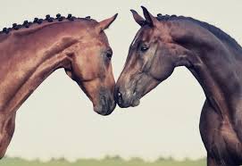 Afbeeldingsresultaat voor horse