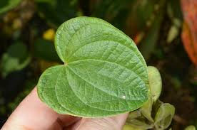 Image result for Dioscorea minutiflora