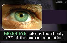 Eye Color Chart Interesting Facts About The Different Variants