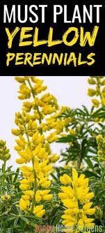 We did not find results for: 18 Beautiful Yellow Perennials To Brighten Your Yard Sunny Home Gardens