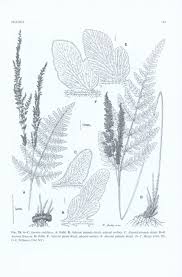 Image result for Anemiaceae