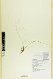 Image result for Websteria confervoides