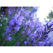 500 TRUE ENGLISH LAVENDER VERA Lavender Augustifolia Vera Herb Flower Seeds 