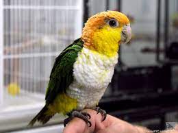 A distinguishing characteristic of the caique is a lovely ruffled looking white breast and belly. White Bellied Caique Macaw Caique Parrot Parrot
