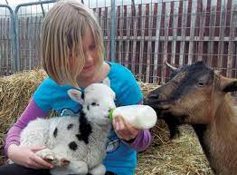 Starting A Petting Zoo Business - Countryside