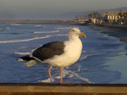 San antonio college, where he also served as a coach for the forensics team during many of their national championship seasons. One Leg Seagle Gaviota Con Una Pata Oceanside Ca Moises Rivas Flickr