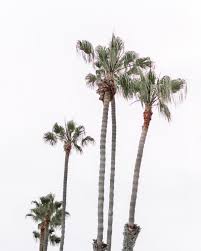 Profile for Blushed Darling