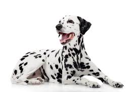 4,650 likes · 3 talking about this · 71 were here. Dalmatiner Charakter Haltung Pflege Hund Rassebeschreibung