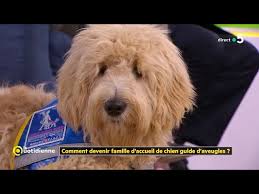 Famille d'accueil chien guide salaire. Devenir Famille D Accueil De Chien Guide Pour Aveugle Youtube